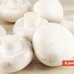 Funghi champignon bianchi